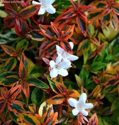 Абелия Калейдоскоп Абелия Калейдоскоп фото