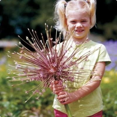 Аллиум Шуберт Аллиум Шуберт фото