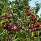 Черешня Колоновидная фото
