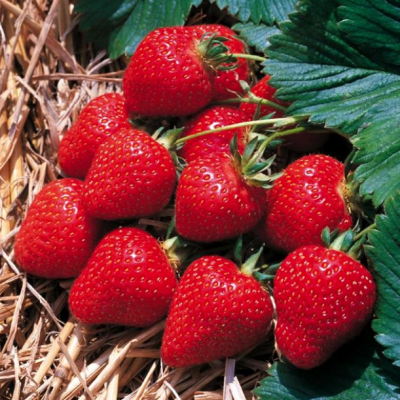 Клубника Флоренс/Поздняя Клубника Флоренс/Поздняя - Dolina-Sad.Ru