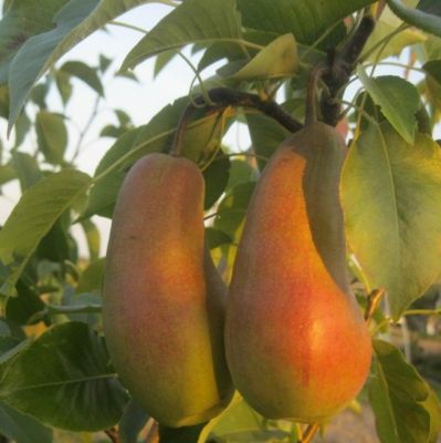 Груша Красавица/Летняя Груша Красавица/Летняя фото