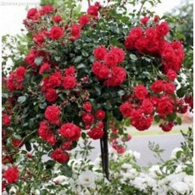 Роза Ирена Роза Ирена фото