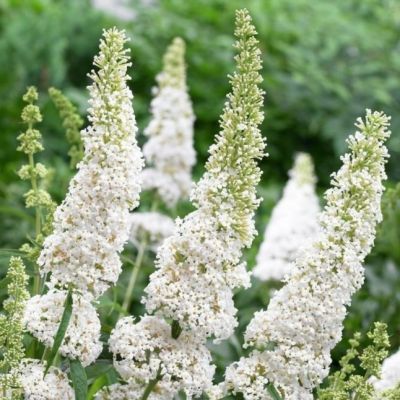 Буддлея Давида Уайт Профьюжн Буддлея Давида Уайт Профьюжн фото