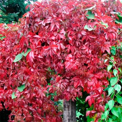 Девичий виноград Энгельмана - Dolina-Sad.Ru