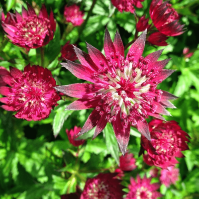 Астранция Мулен Руж , x фото