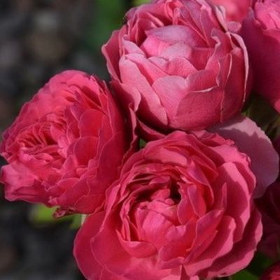 Роза Мэджик Рококо Роза Мэджик Рококо - Dolina-Sad.Ru