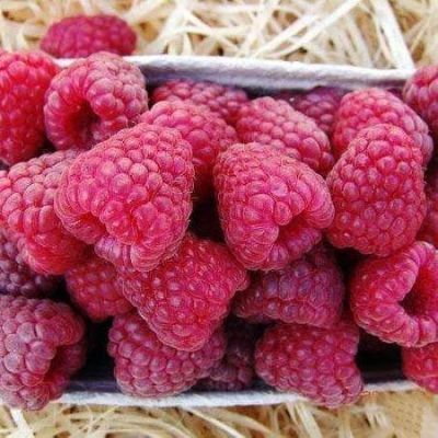 Малина Полана (супер ремонтантная) фото