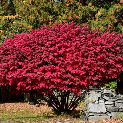 Бересклет Крылатый Чикаго Файер фото