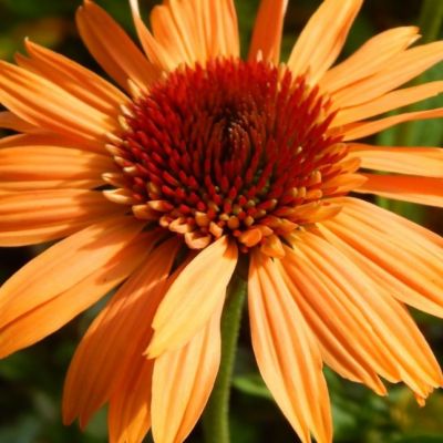 Эхинацея Суприм Канталупе Эхинацея Суприм Канталупе фото