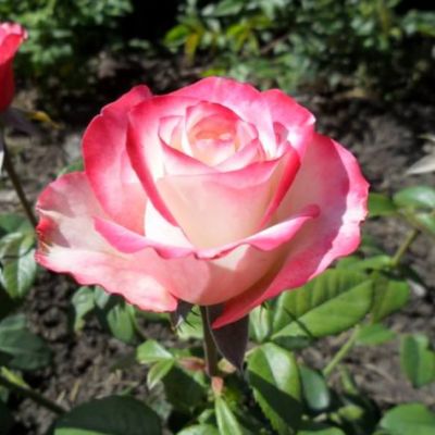 Роза Свитнесс Роза Свитнесс - Dolina-Sad.Ru