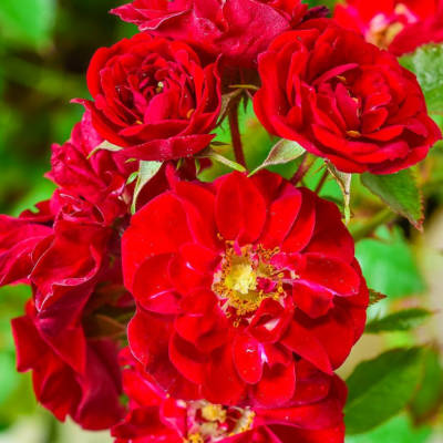 Роза Аустриана фото