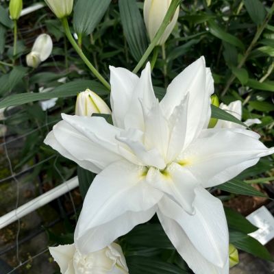 Лилия Роузлили Тирза Лилия Роузлили Тирза - Dolina-Sad.Ru