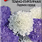 Скабиоза Темно-Пурпурная Ледяное Сердце Скабиоза Темно-Пурпурная Ледяное Сердце фото