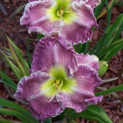 Лилейник Блю Шин Лилейник Блю Шин фото