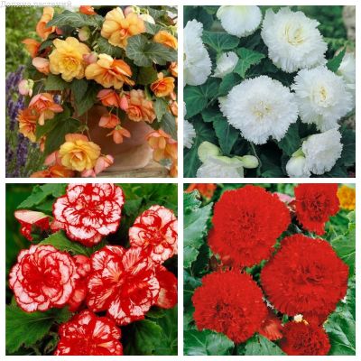 Цветочная сказка Цветочная сказка фото