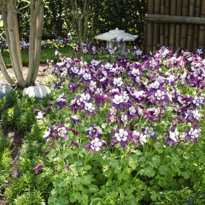 Аквилегия Сван Лавендер Аквилегия Сван Лавендер - Dolina-Sad.Ru