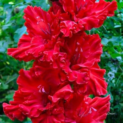 Гладиолус Омск - Dolina-Sad.Ru