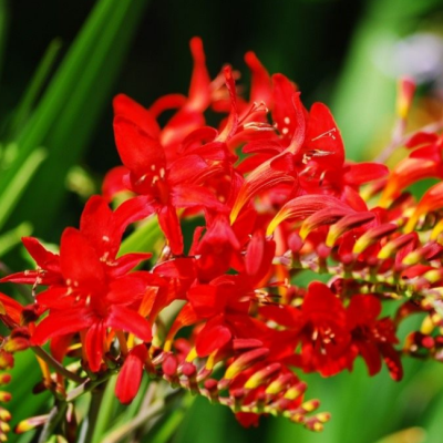 Крокосмия Люцифер фото