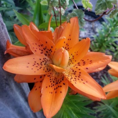 Лилия Датч Дизайн - Dolina-Sad.Ru