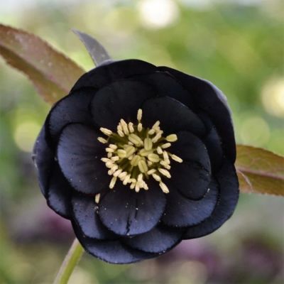 Морозник Дабл Блэк Морозник Дабл Блэк - Dolina-Sad.Ru