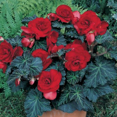 Бегония Дабл Дарк Ред Бегония Дабл Дарк Ред - Dolina-Sad.Ru