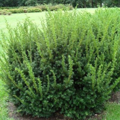 Тисс средний Фармен Тисс средний Фармен фото