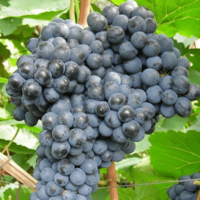 Виноград Памяти Домбковской (бессемянный) Виноград Памяти Домбковской (бессемянный) фото