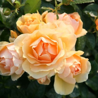 Роза Хансештадт Росток Роза Хансештадт Росток фото