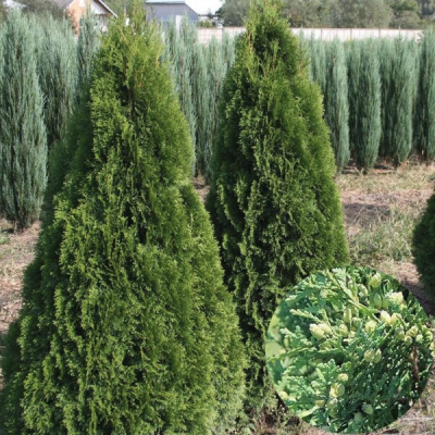 Туя западная Холмструп, С2 Туя западная Холмструп, С2 - Dolina-Sad.Ru