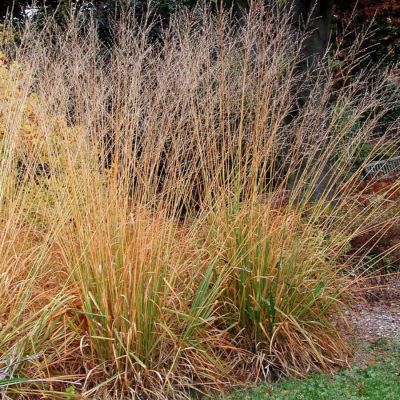Молиния тростниковая Скайрейсер Молиния тростниковая Скайрейсер - Dolina-Sad.Ru