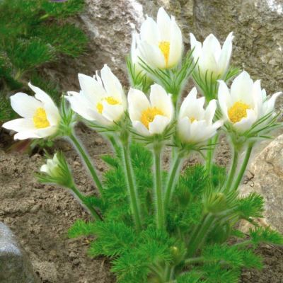 Прострел обыкновенный Белый Прострел обыкновенный Белый - Dolina-Sad.Ru