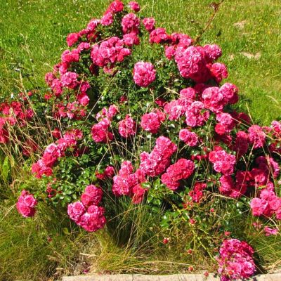 Роза Иониум - Dolina-Sad.Ru