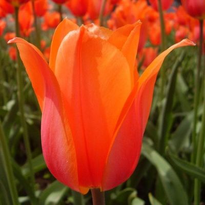 Тюльпан Баллад Оранж Тюльпан Баллад Оранж фото