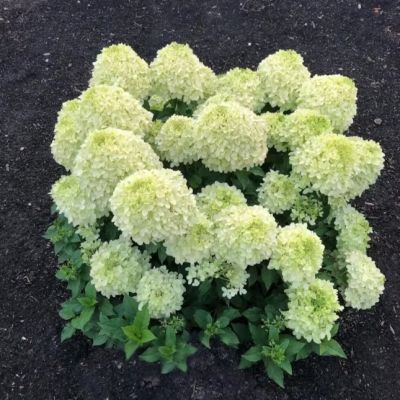 Гортензия метельчатая Саммер Бриз - Dolina-Sad.Ru