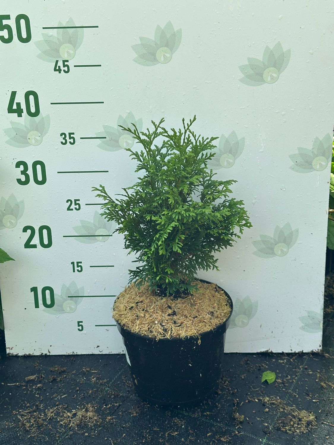 Туя западная Холмструп, С2 Туя западная Холмструп, С2 - Dolina-Sad.Ru