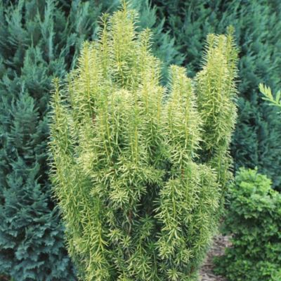 Тис средний Стефания - Dolina-Sad.Ru