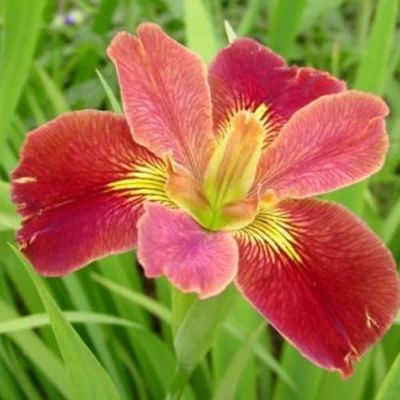 Ирис Болд Претендер фото