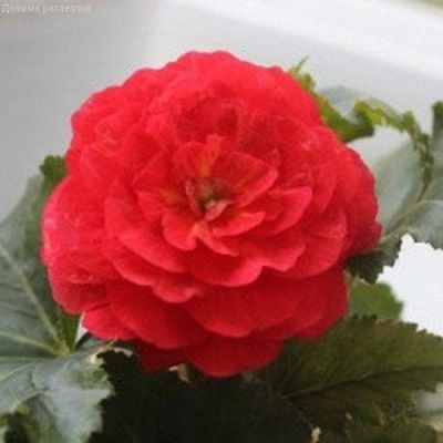 Бегония Гоу-гоу вишневая F1 Бегония Гоу-гоу вишневая F1 фото