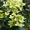 Гортензия метельчатая Пастель Грин Гортензия метельчатая Пастель Грин - Dolina-Sad.Ru