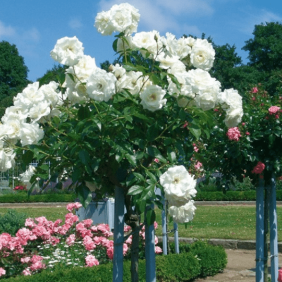 Роза штамбовая KAILANI Роза штамбовая KAILANI фото