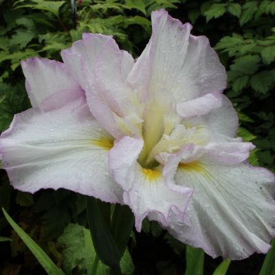 Ирис Леди ин Вейтин - Dolina-Sad.Ru