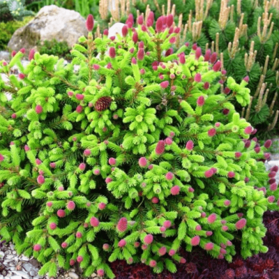 Ель Акрокона фото