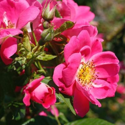 Роза Уильям Баффин Роза Уильям Баффин - Dolina-Sad.Ru