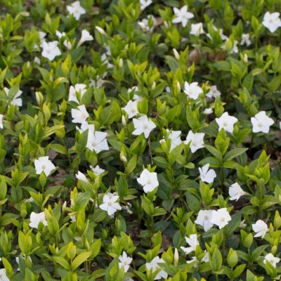 Витекс малый Вайт Поуэр Витекс малый Вайт Поуэр - Dolina-Sad.Ru