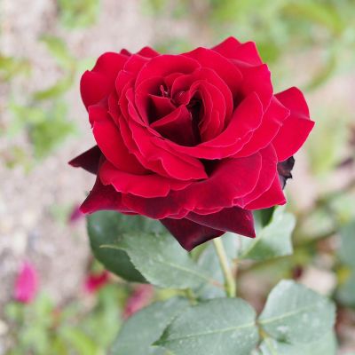 Роза Эрика Плюхар Роза Эрика Плюхар фото