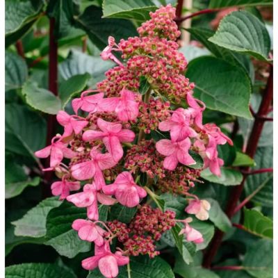 Гортензия метельчатая Инфинити, С3 - Dolina-Sad.Ru