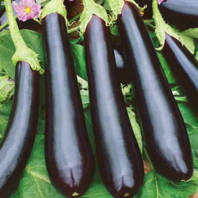 Баклажан Илья Муромец + Русский витязь Баклажан Илья Муромец + Русский витязь - Dolina-Sad.Ru