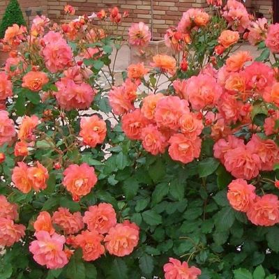 Роза Шраб Роза Шраб - Dolina-Sad.Ru