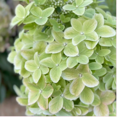 Гортензия метельчатая Металика, С3 - Dolina-Sad.Ru