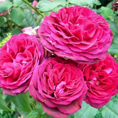 Роза Де Агуссао - Dolina-Sad.Ru